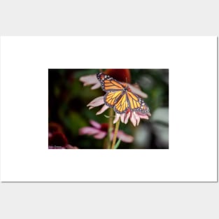 Monarch Butterfly on Purple Coneflower Posters and Art